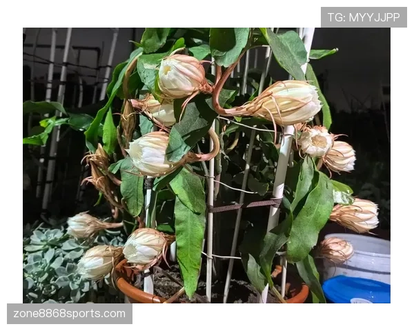 巴尔科拉的持续表现力与成长上限:是昙花一现还是未来可期? 巴尔科拉的持续表现力与成长上限:是昙花一现还是未来可期?
